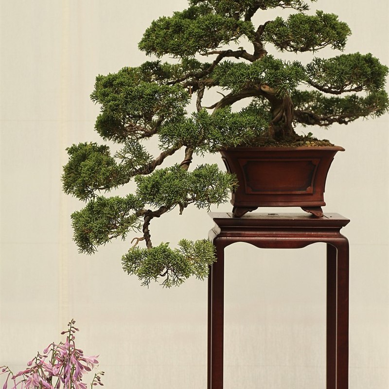 Juniper Bonsai Plant