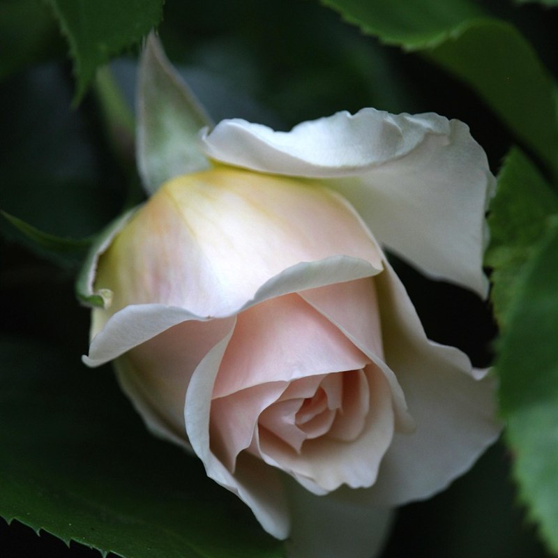 Rose Attar Pure (10 ml)