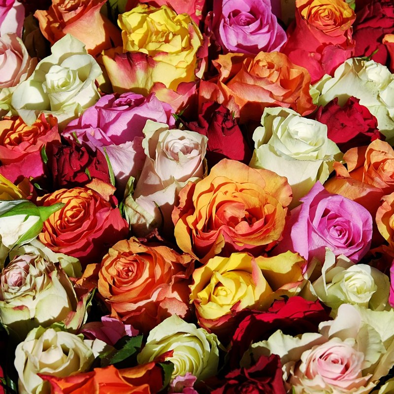 Rose Petal Rangoli Decoration Pack