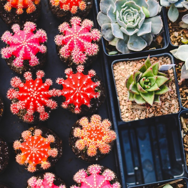 Succulent Plants Set of 3 in Pots